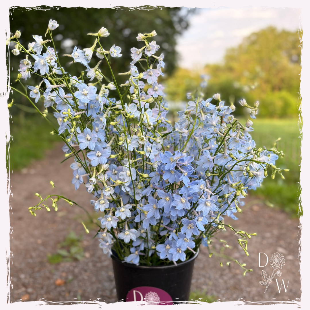 Delphinium consolida (Larkspur) seed
