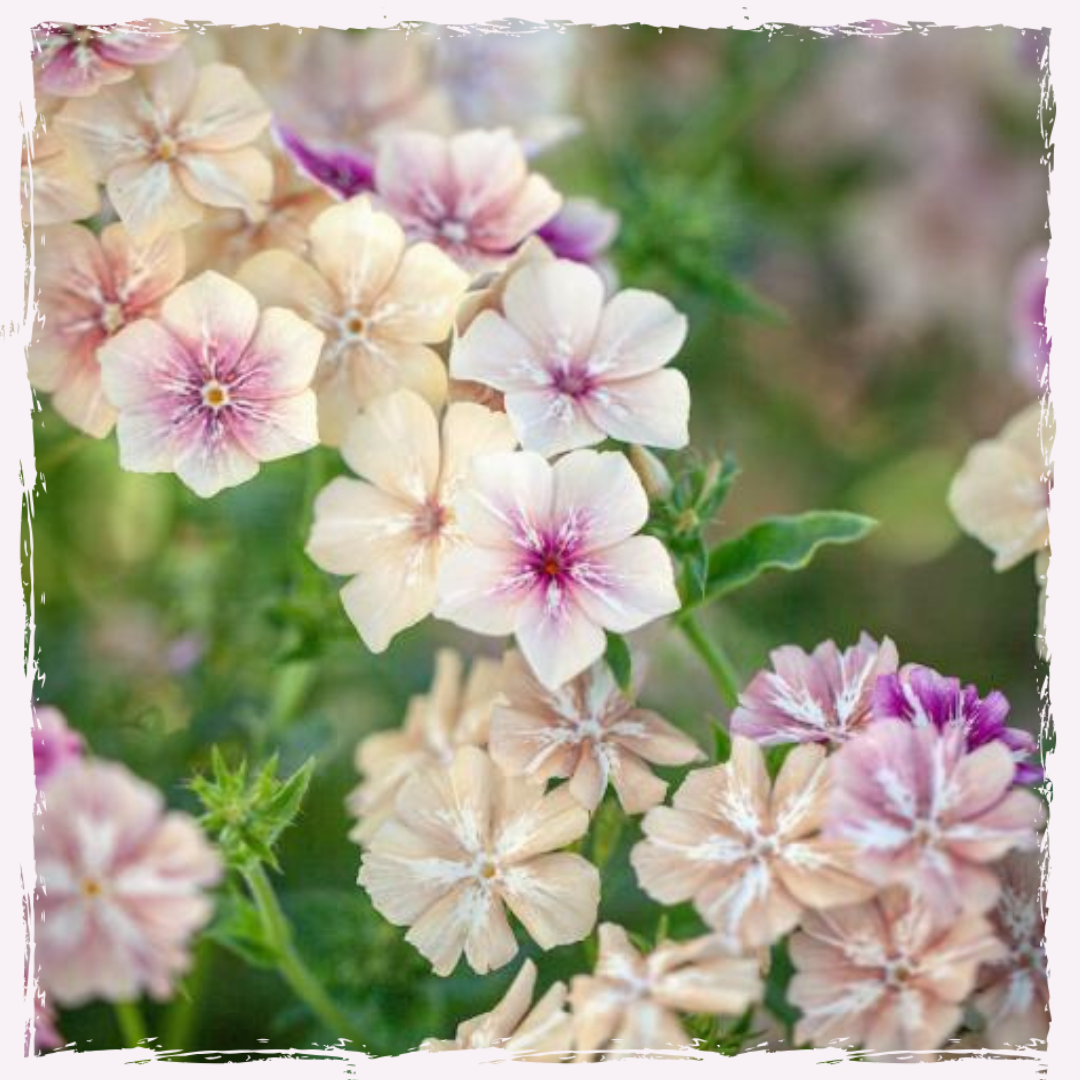 Plug plants available UK postage Phlox Creme Brulee