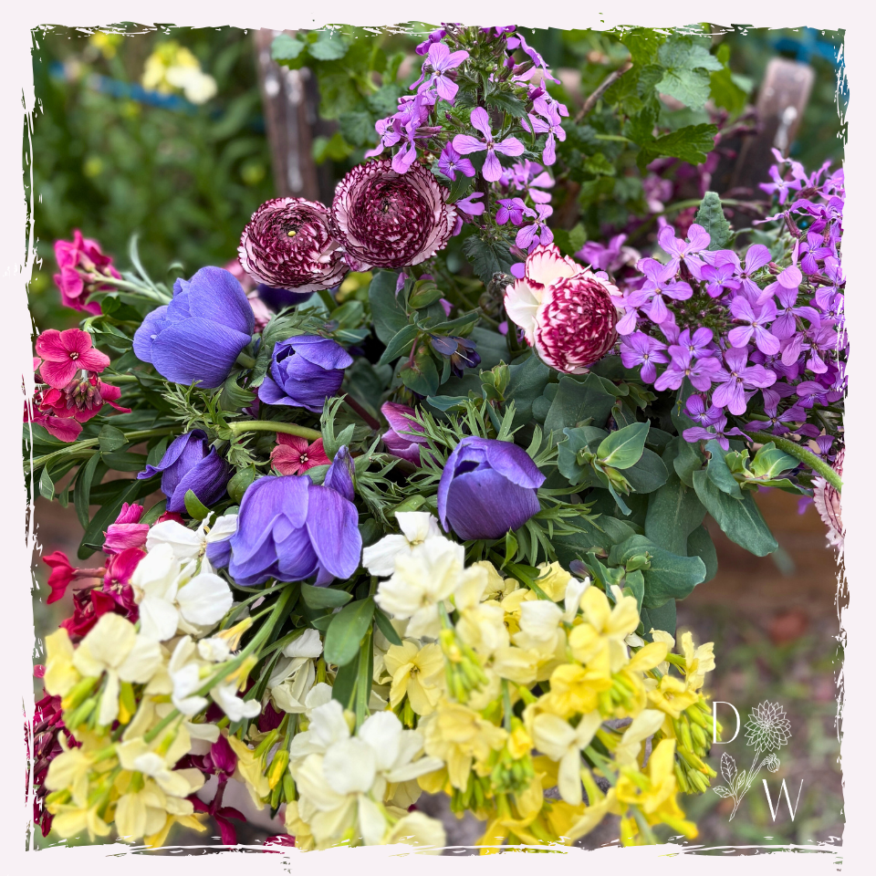 Spring slow grown flowers Llandeilo