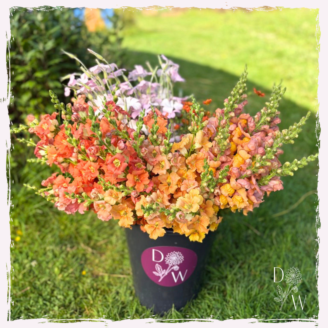 Antirrhinum (snapdragon)
