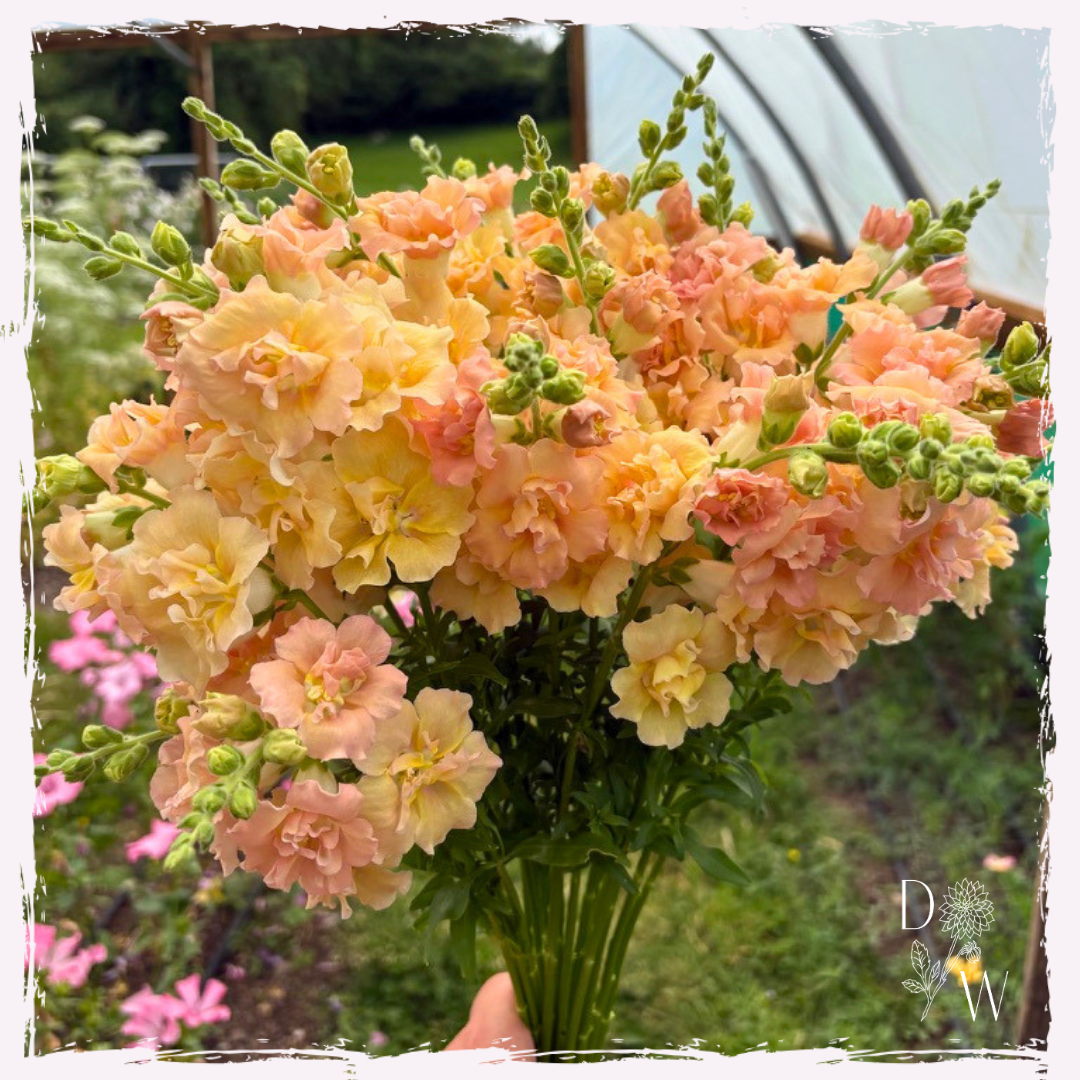 Antirrhinum (snapdragon)