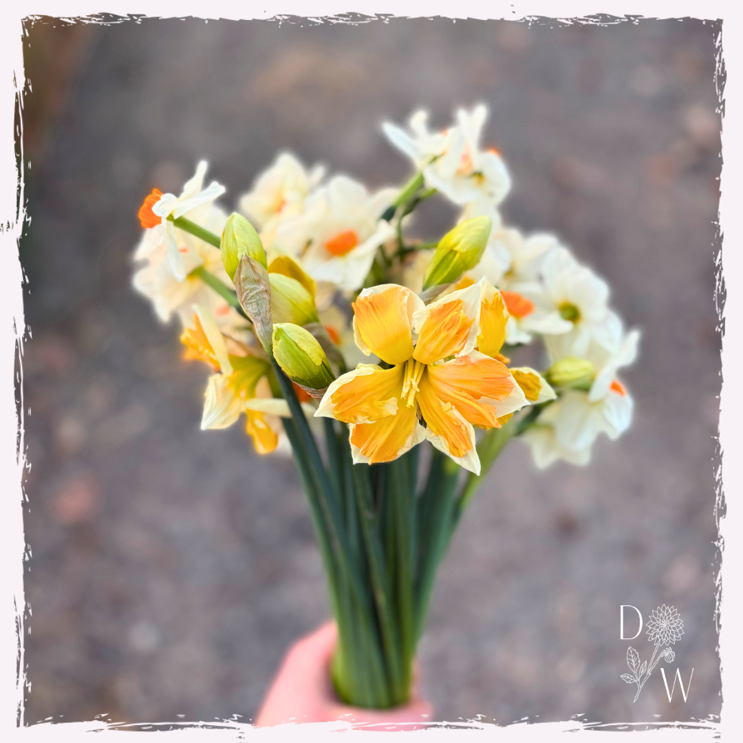 Narcissi