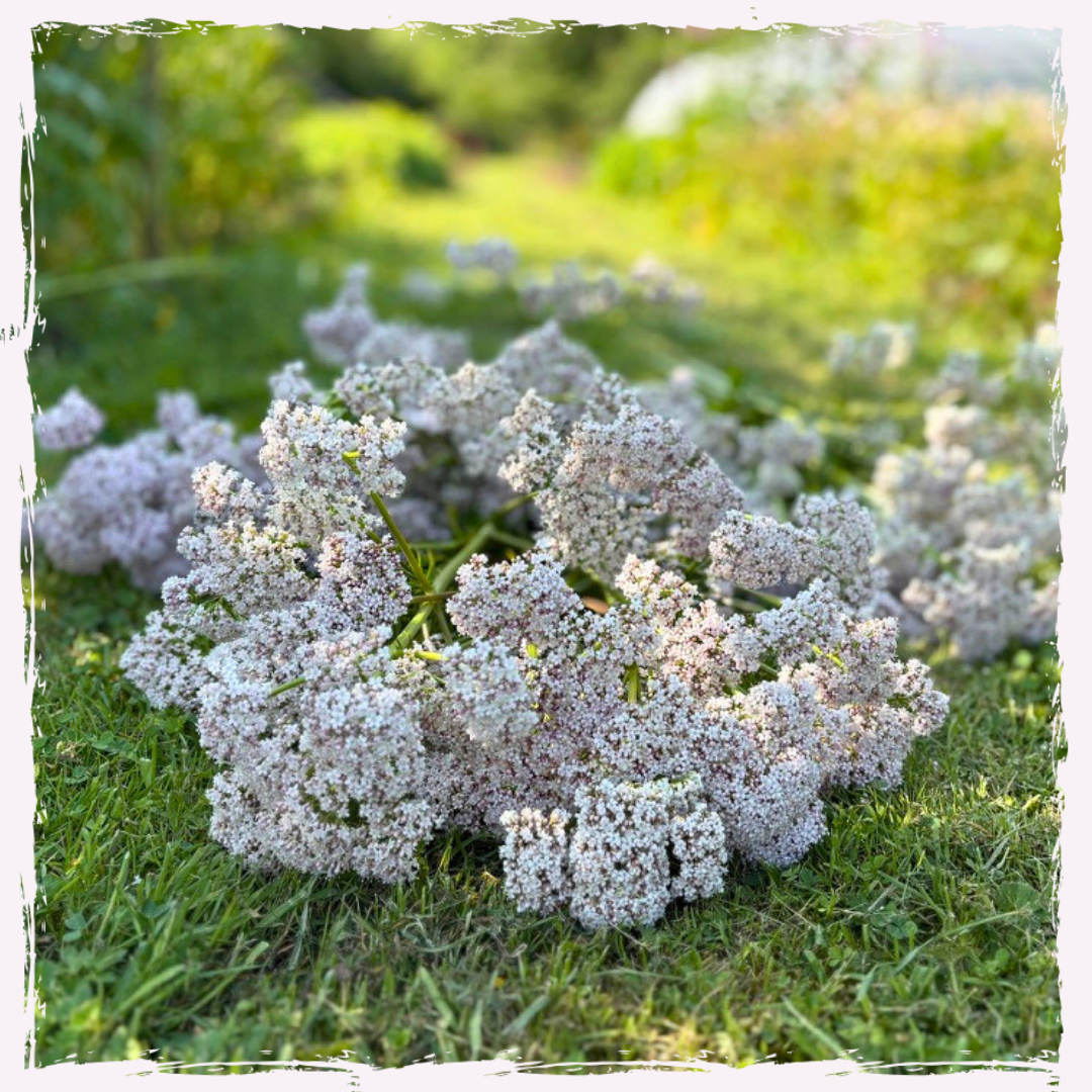 Valeriana officinalis (Valerian)
