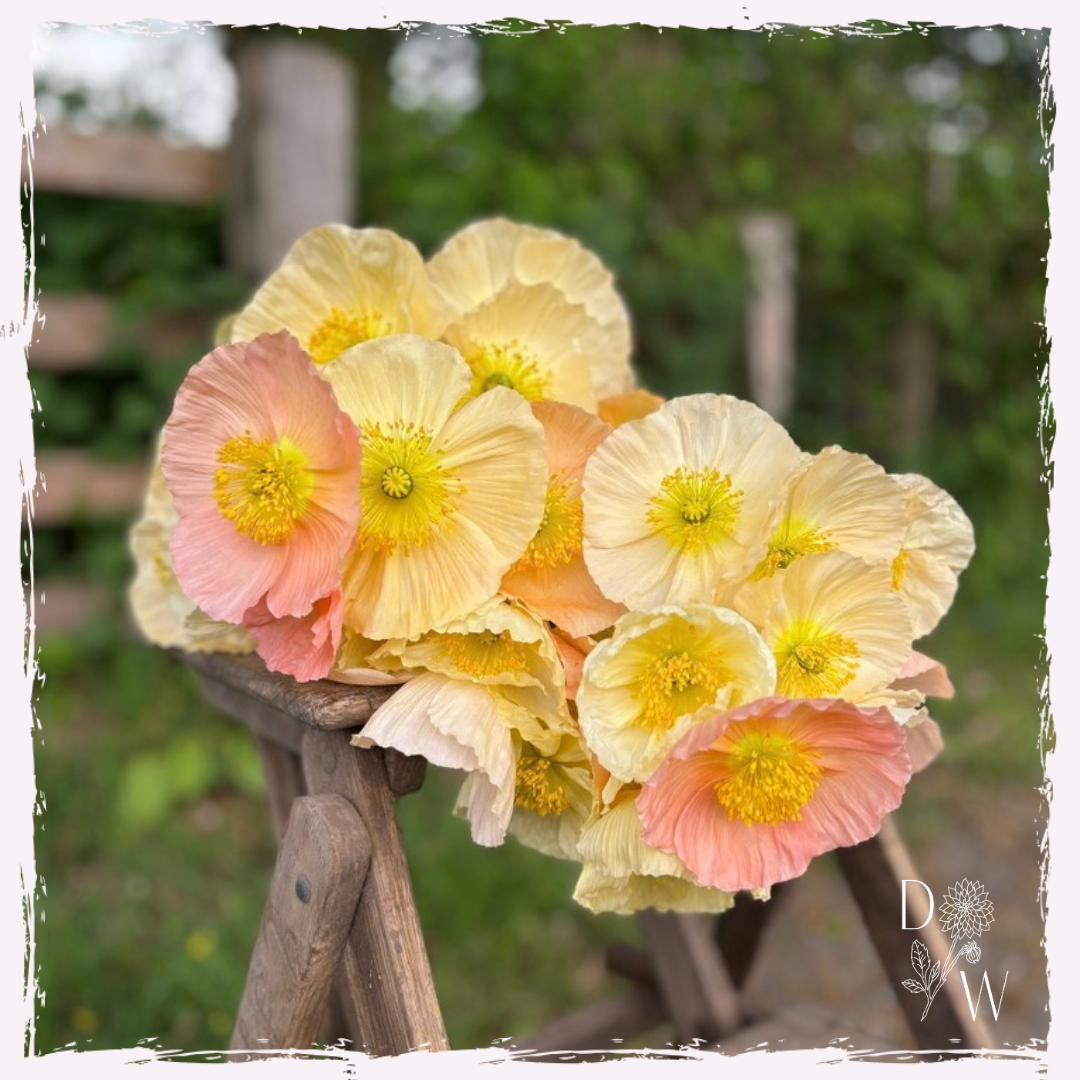Papaver nudicaule (Iceland poppy) seed