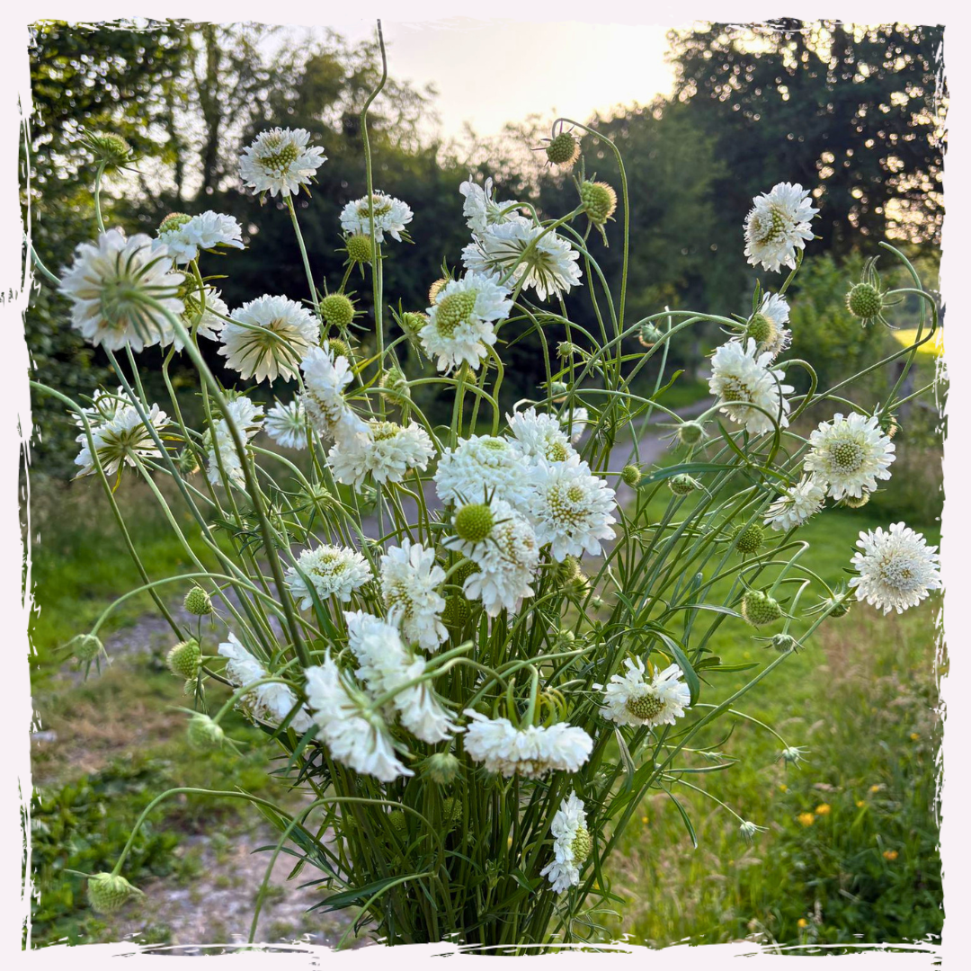 Scabiosa (scabious)