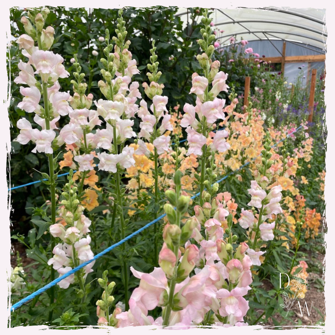 cut flower plug plants snapdragon UK
