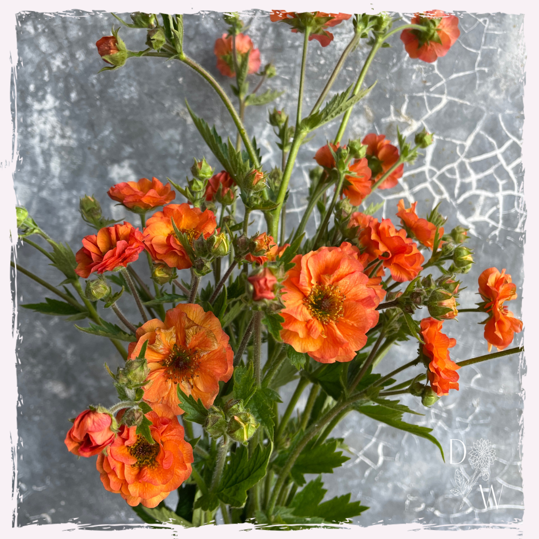 Geum 'Totallly Tangerine'