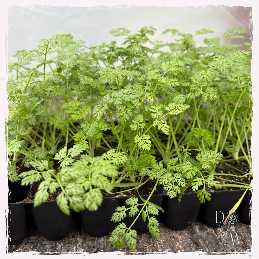 Images for ML newsletter and wholesale (59).png