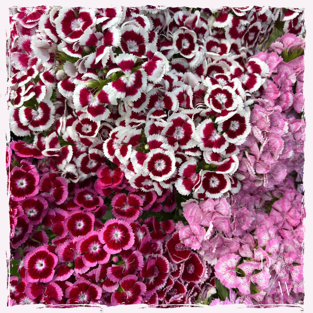 Sweet william dianthus barbatus plug plants UK