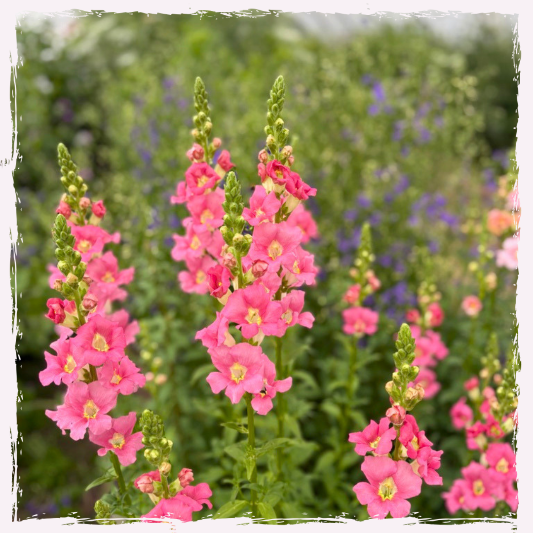 Antirrhinum (snapdragon)