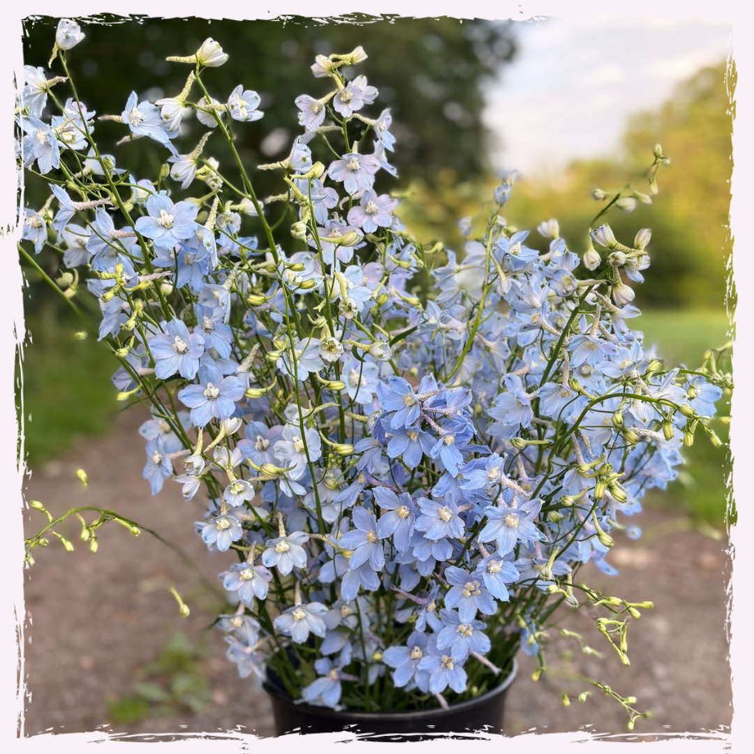 Delphinium