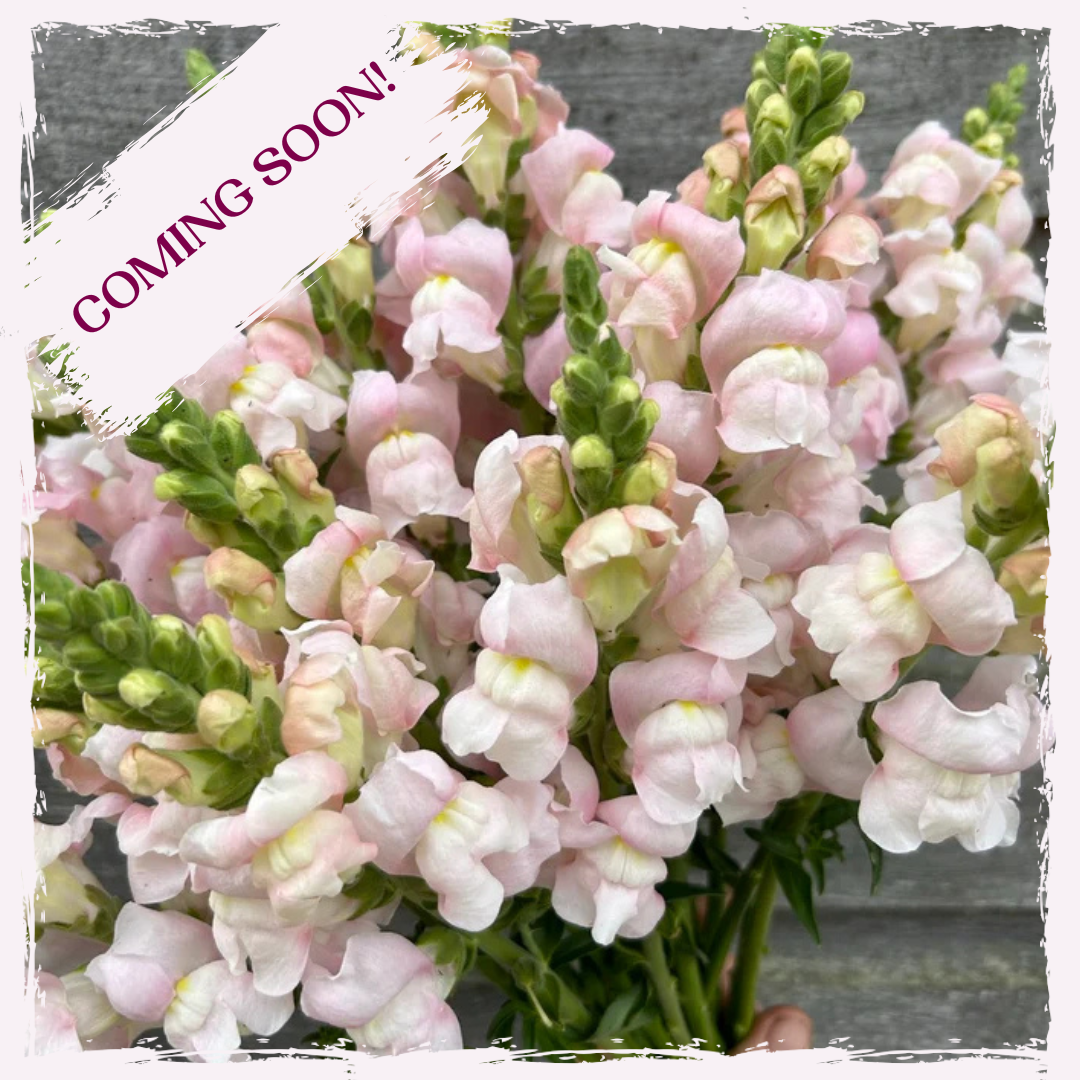 Snapdragon plug plants (3 pack)