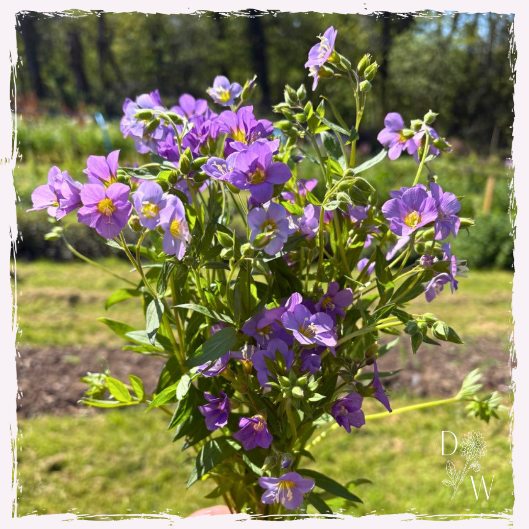 Polemonium (Jacob's ladder)