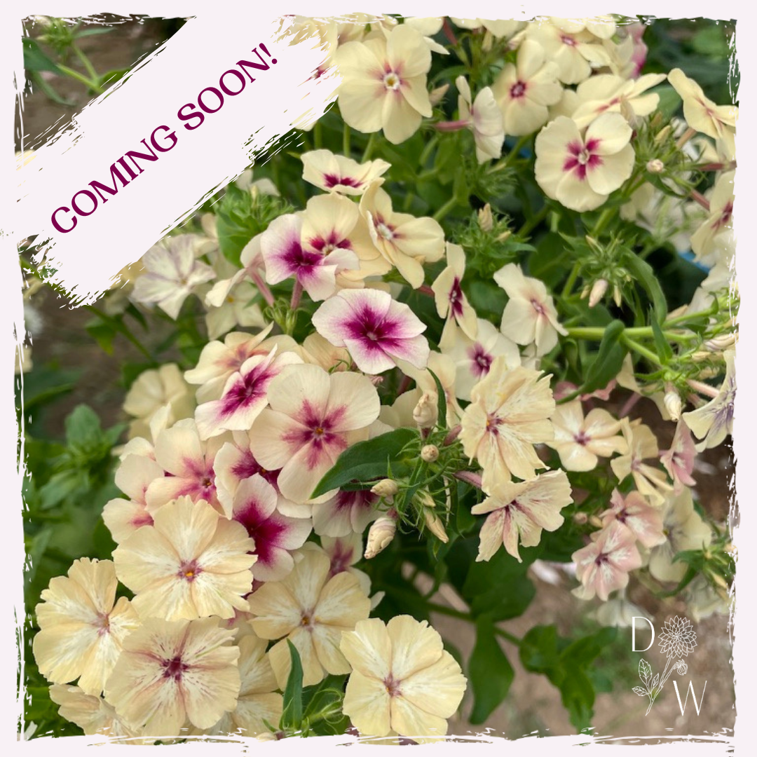 Phlox plug plants UK delivery