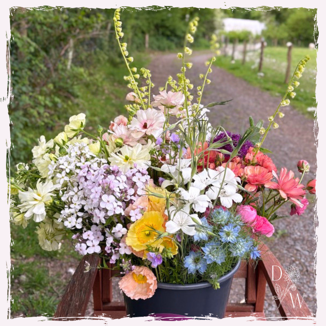 Seasonal Spring flowers May Wales