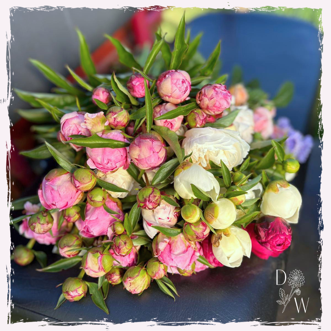 Paeonia (peony)