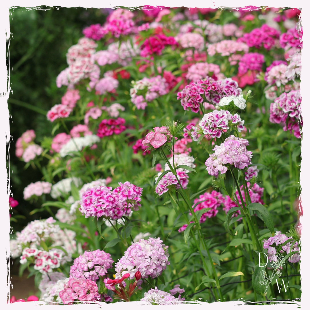 Sweet william dianthus barbatus plug plants UK delivery