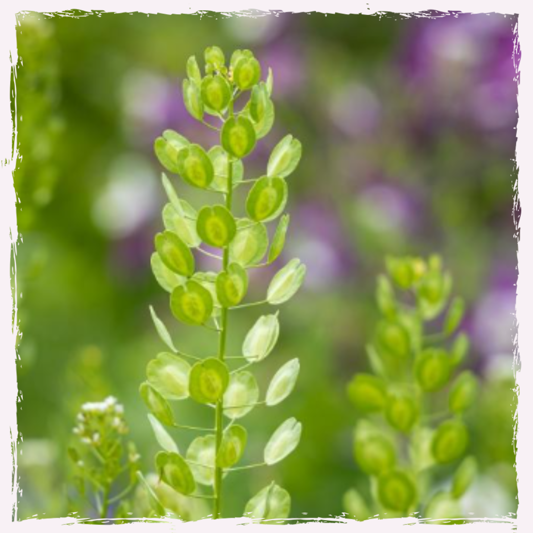 Thlaspi seed UK delivery pennycress
