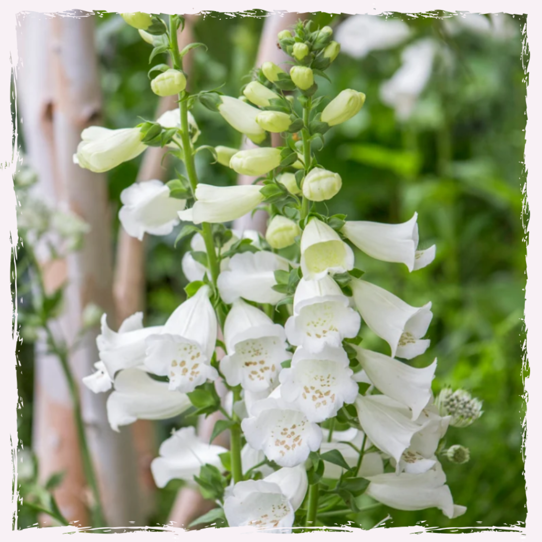 Digitalis alba foxglove plug plants uk delivery