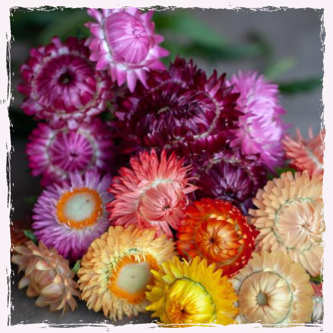 Strawflower plug plants Helichrysum Mixed