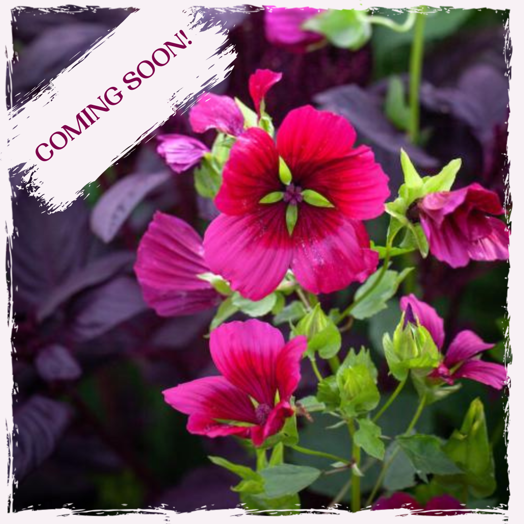 Malope plug plants (3 pack)