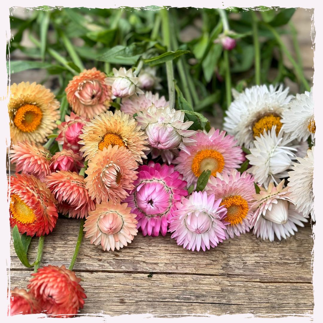 Strawflower plug plants Helichrysum pastel mix