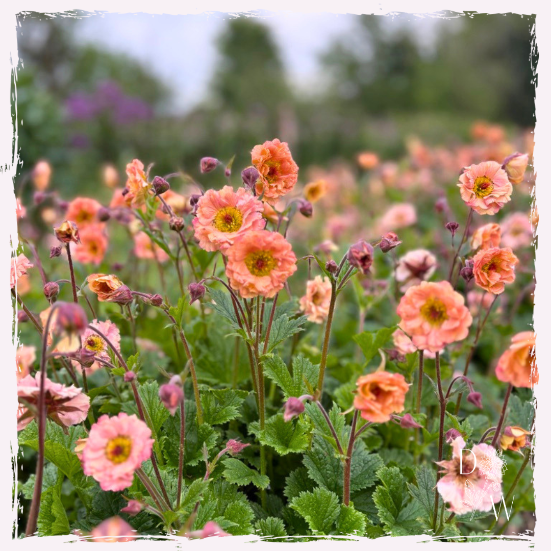 Geum 'Mai Tai'