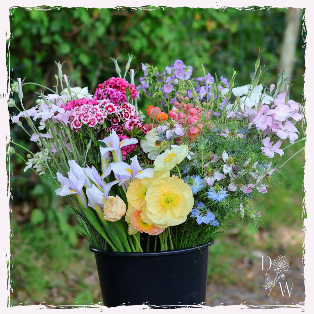 Corncockle, sweet william, dutch iris, butterfly ranunculus, iceland poppies, nigella and campanula