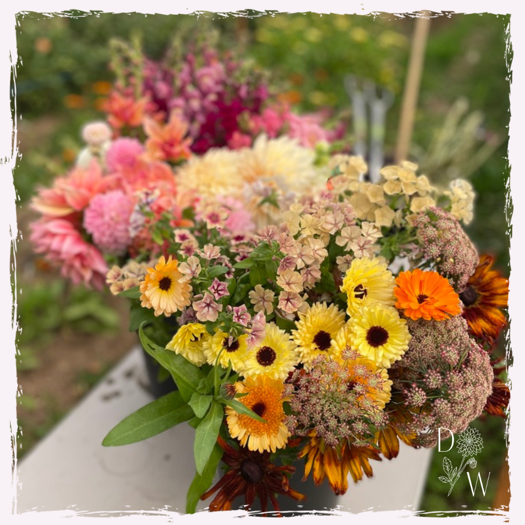 Phlox, calendula, daucus, rudbekia