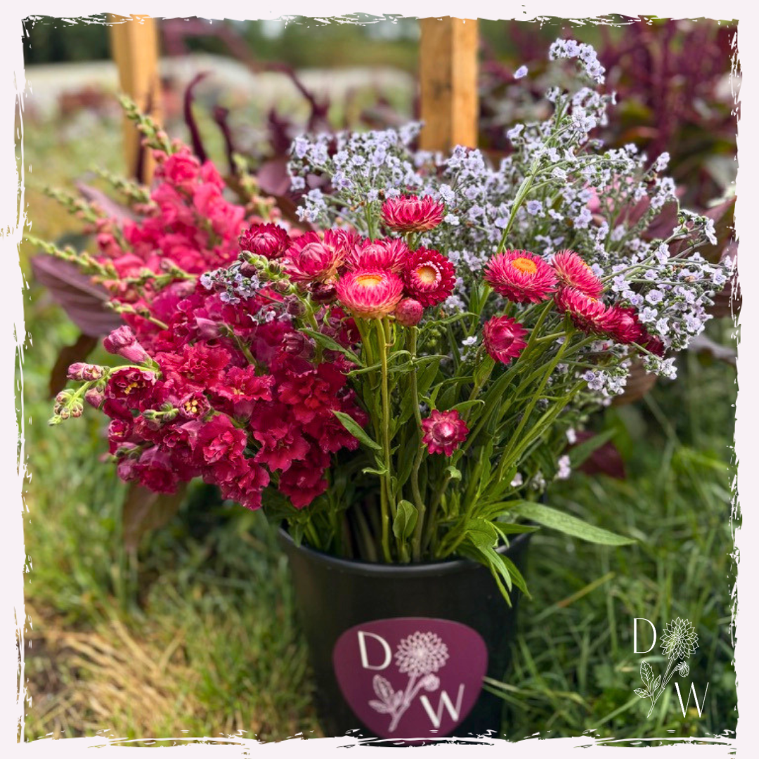 Antirrhinum, Helichrysum & Cynoglossum