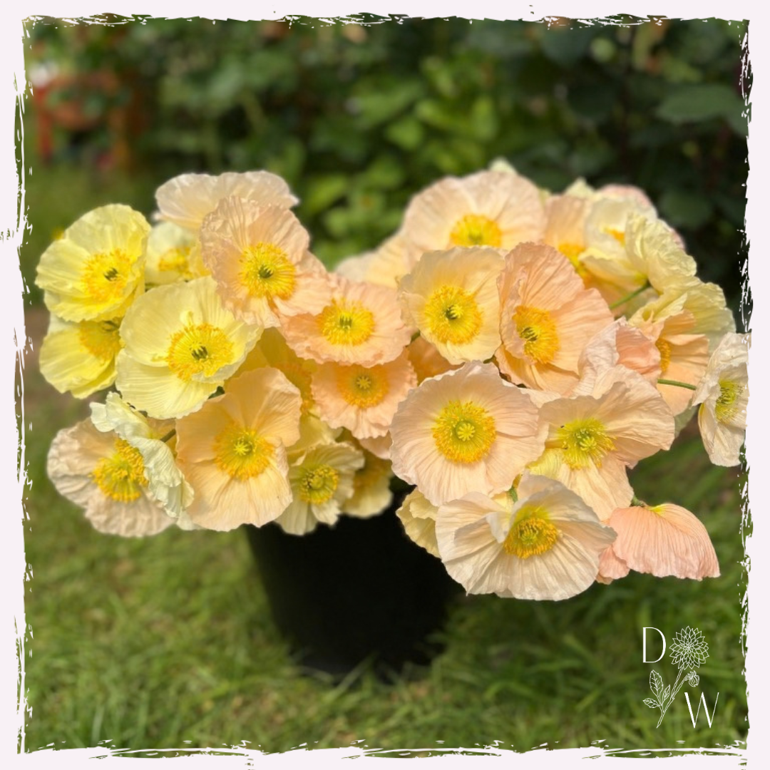 Papaver nudicaule Iceland poppy seed UK delivery