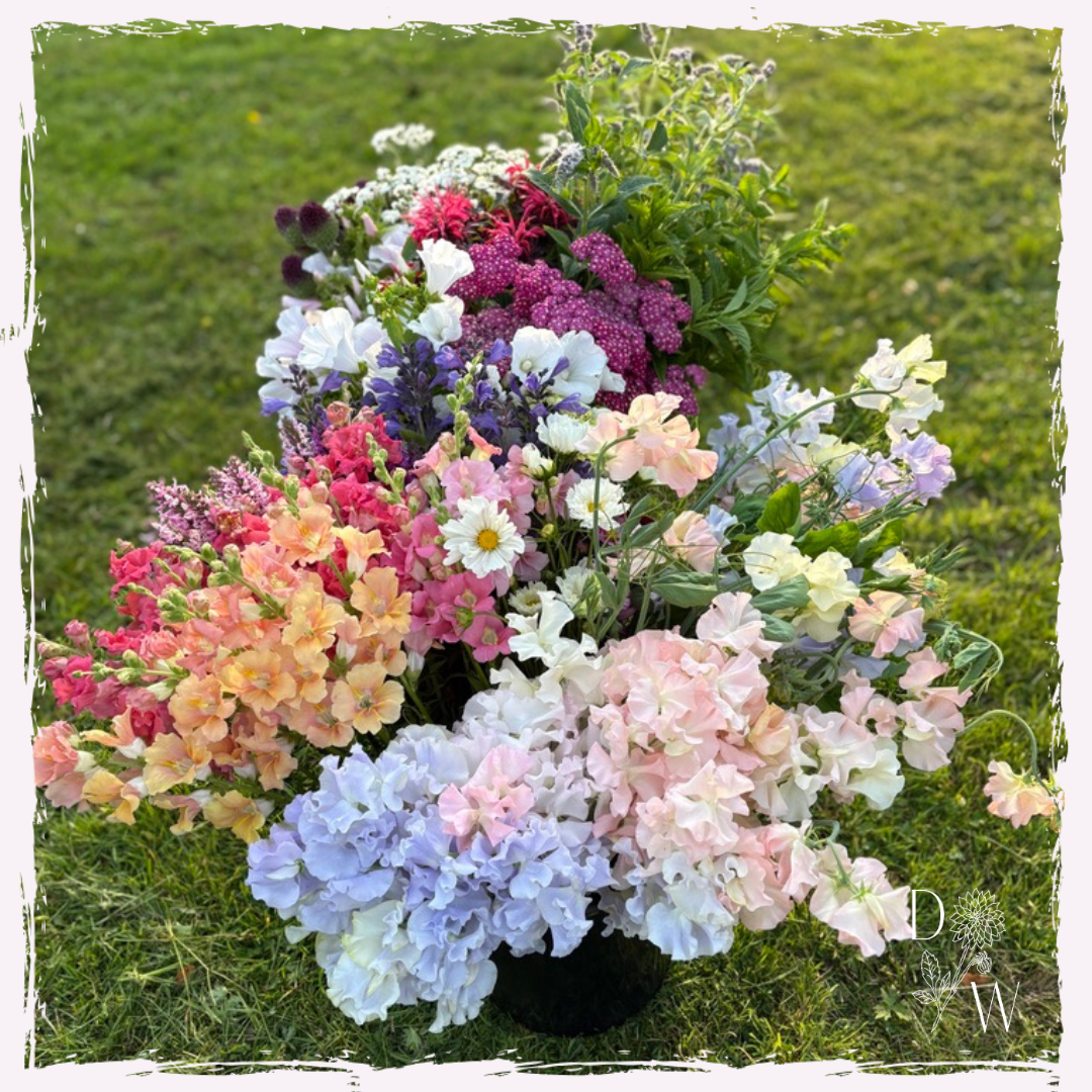Seasonal Welsh flowers summer July