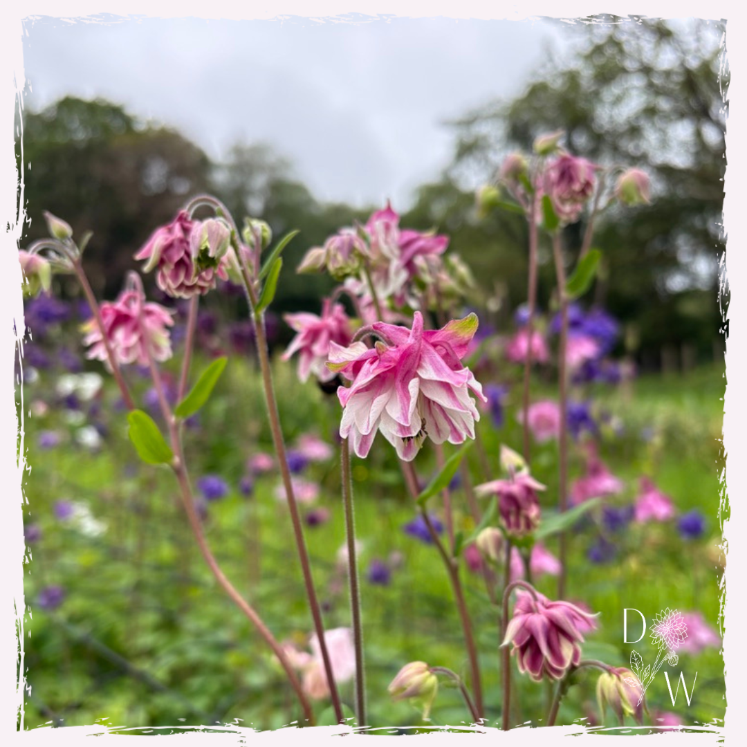 Aquilegia