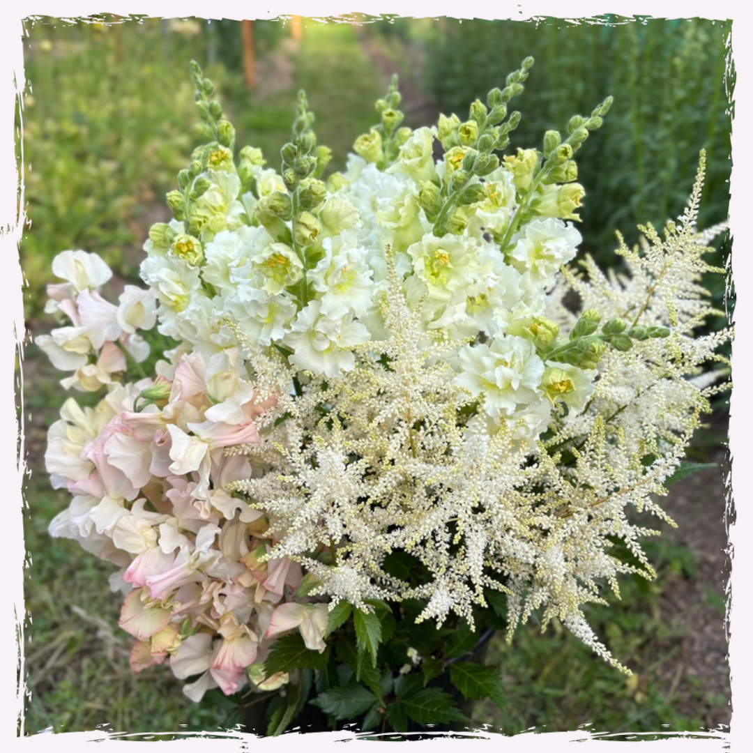 Antirrhinum (snapdragon) and Astilbe