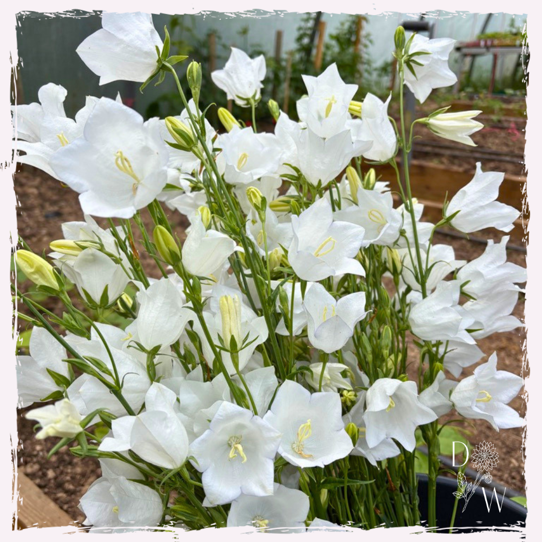 Campanula persicifolia