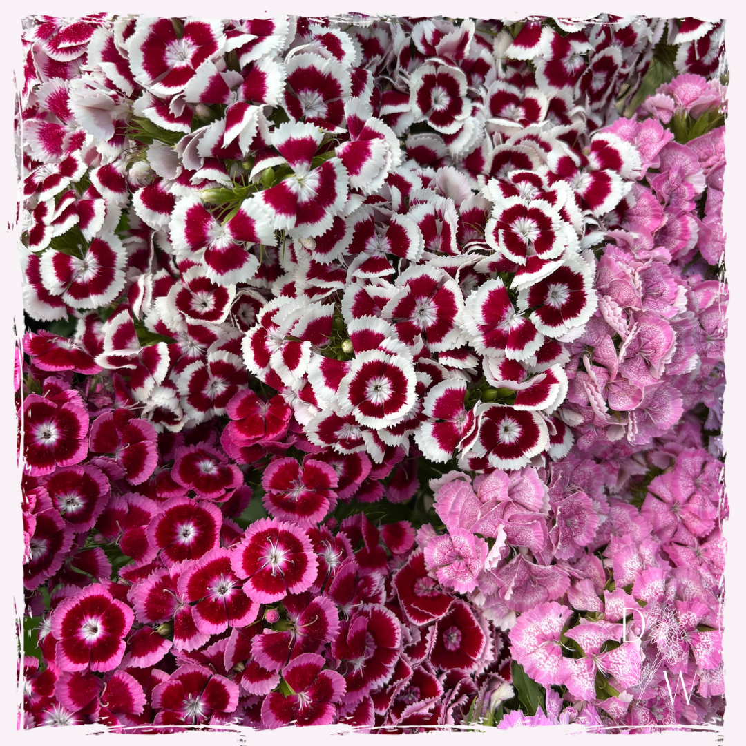 Sweet william