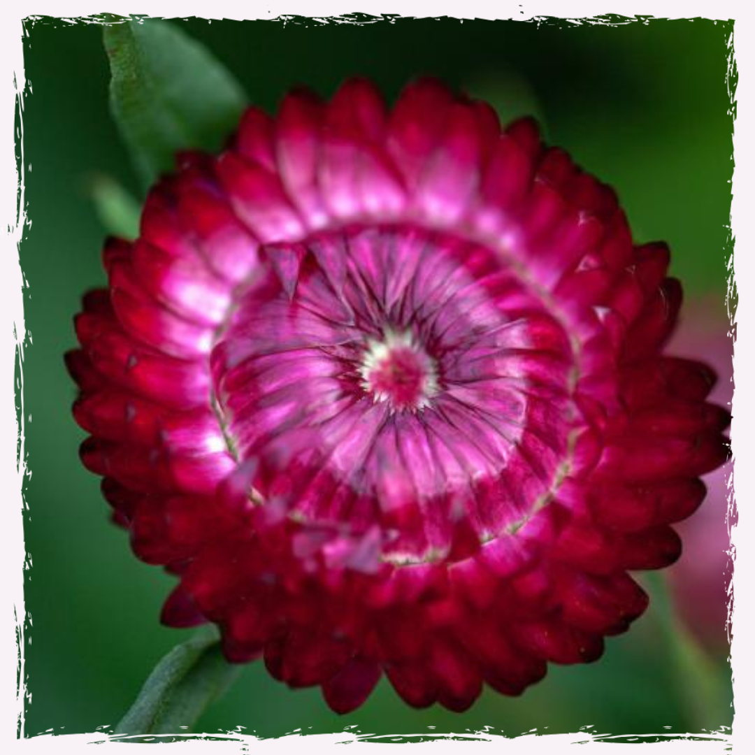 Strawflower plug plants Helichrysum 'Bright Rose'