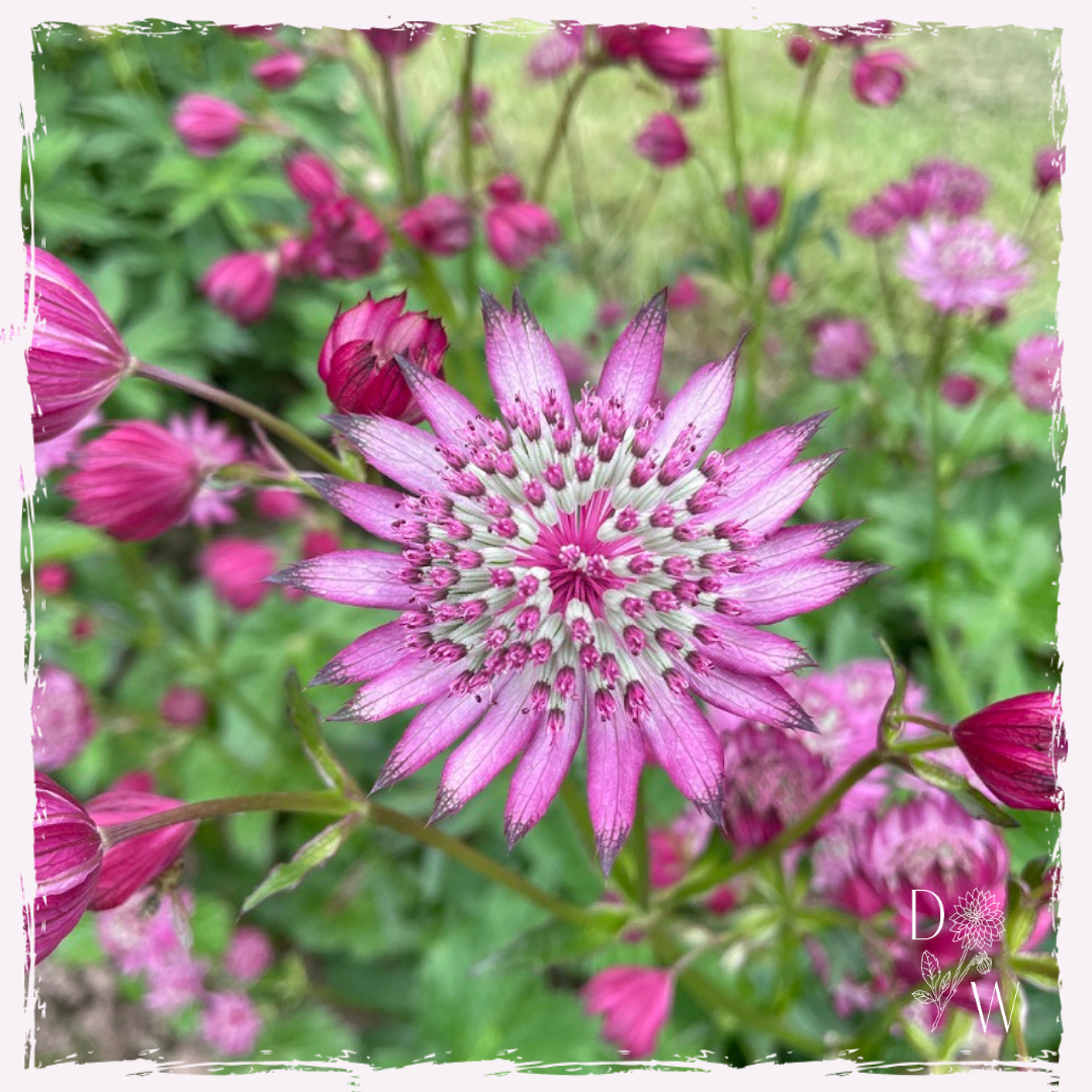 Astrantia