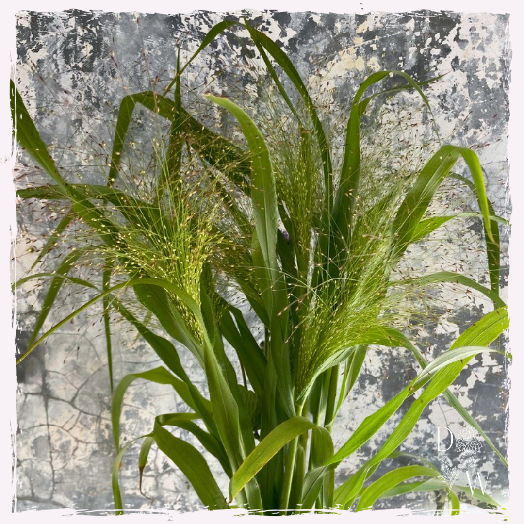 Panicum capillare