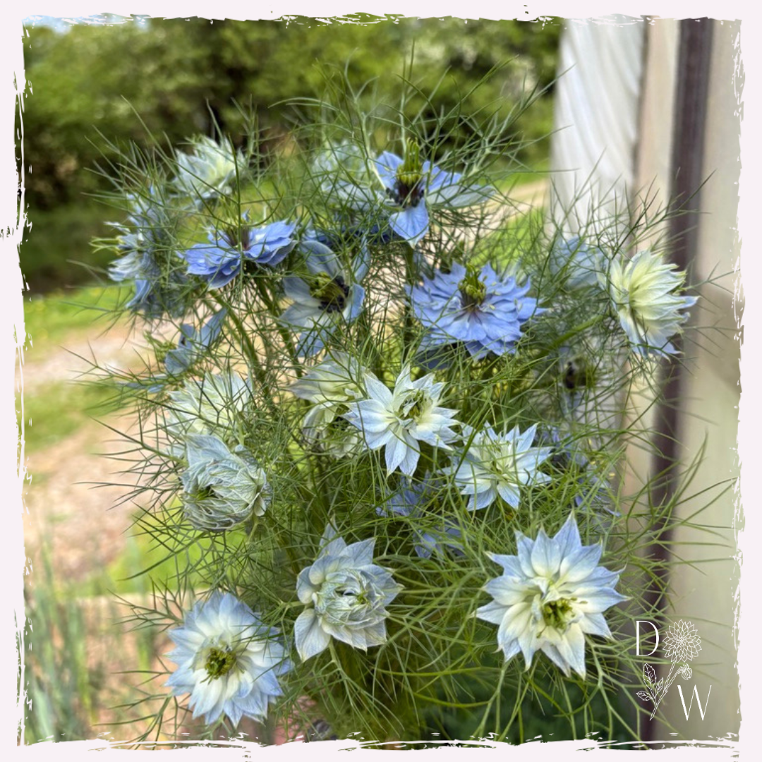 Nigella