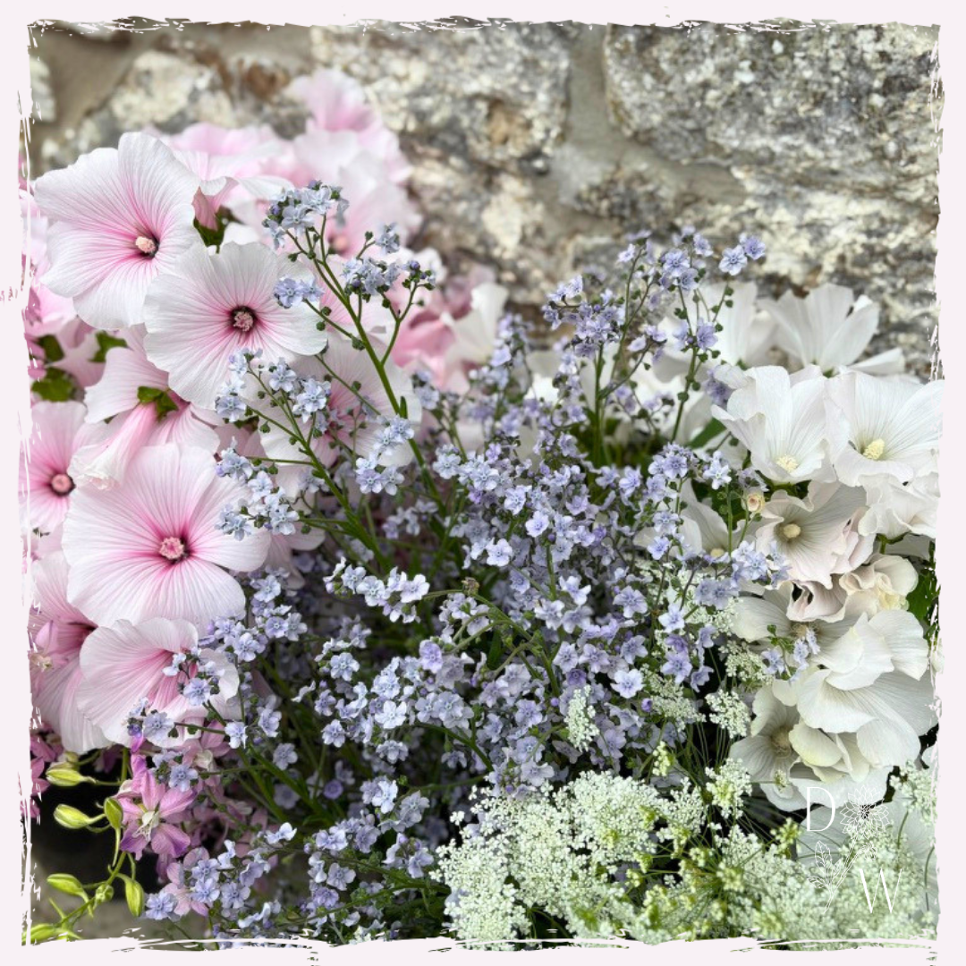 Lavatera & Cynoglossum