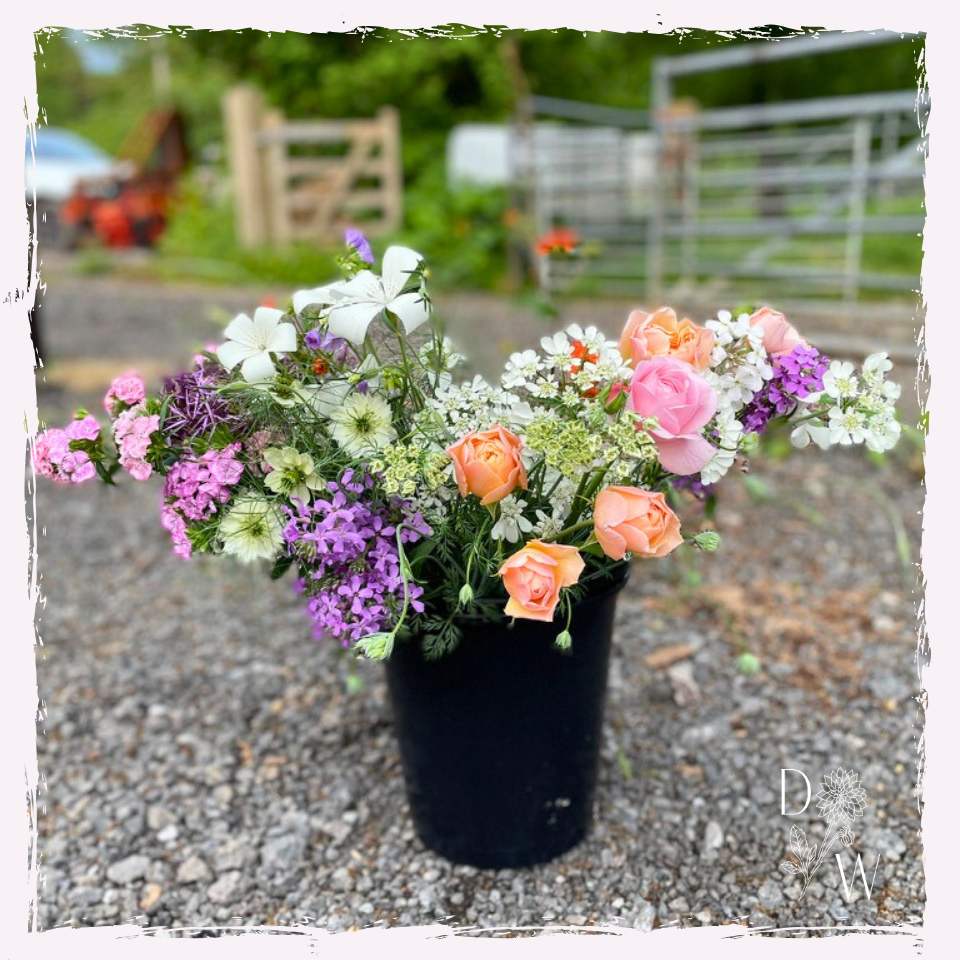 Bucket of seasonal welsh flowers llandeilo
