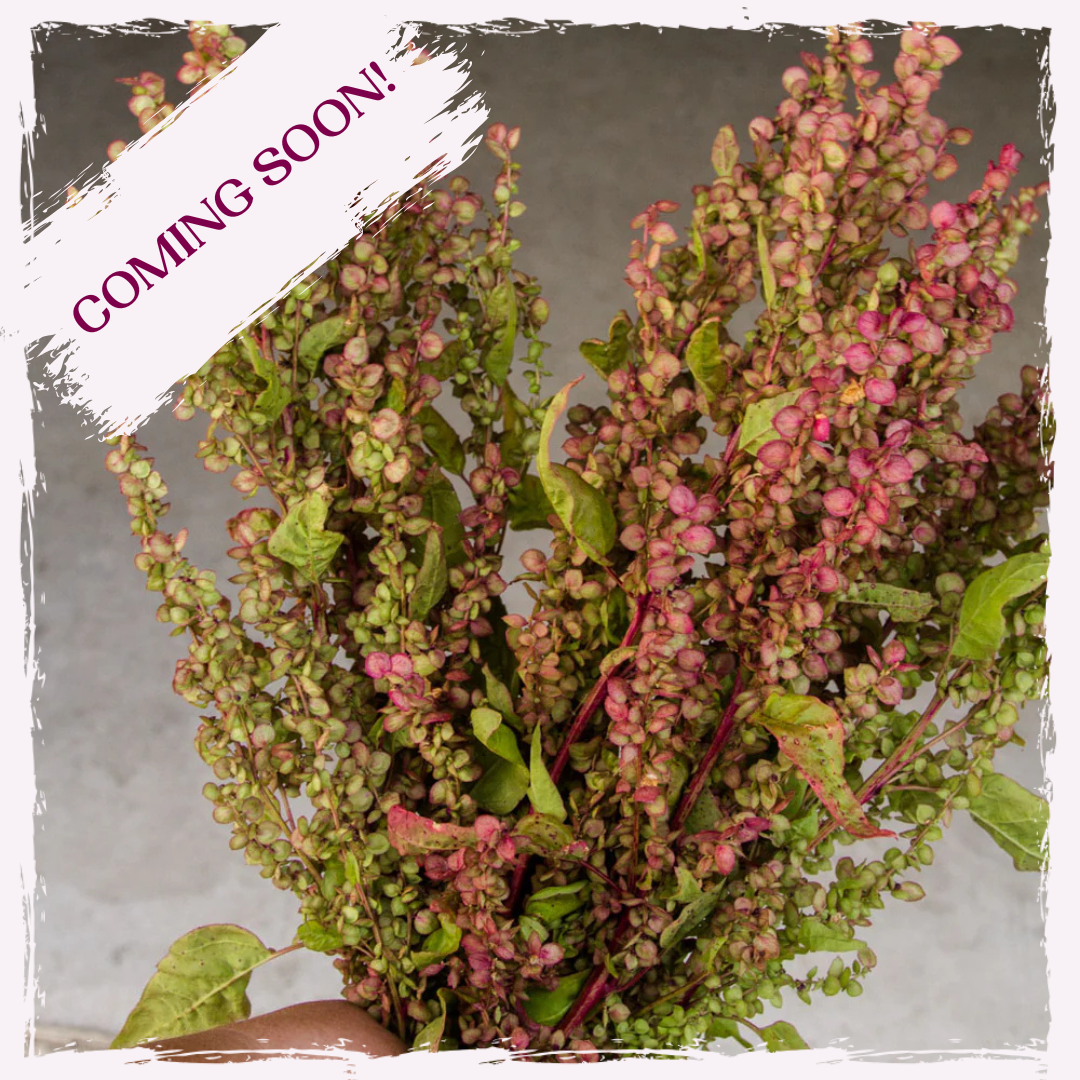 Plug plants UK postage Orach