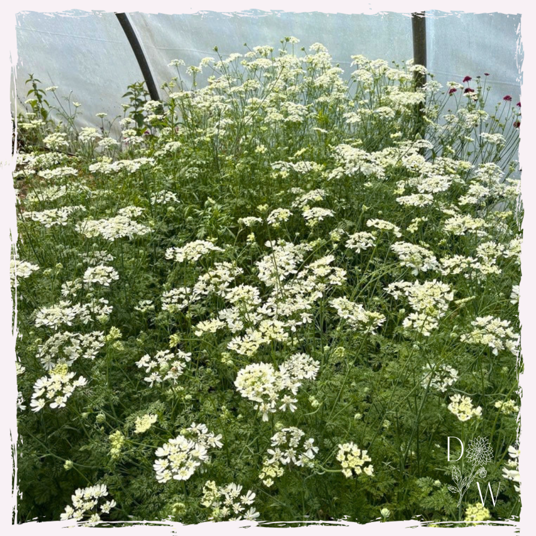 Orlaya seed Welsh grown UK delivery