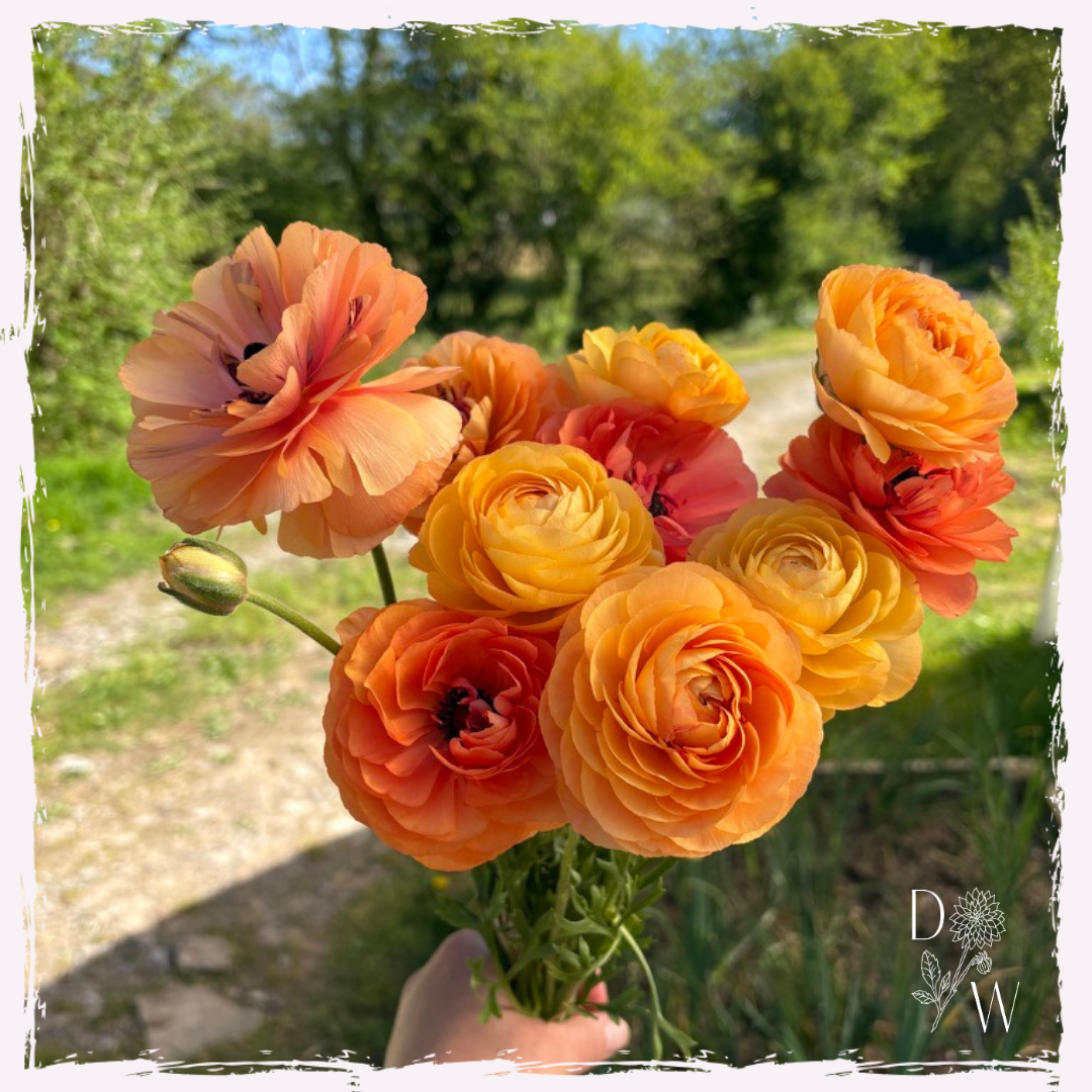 Ranunculus