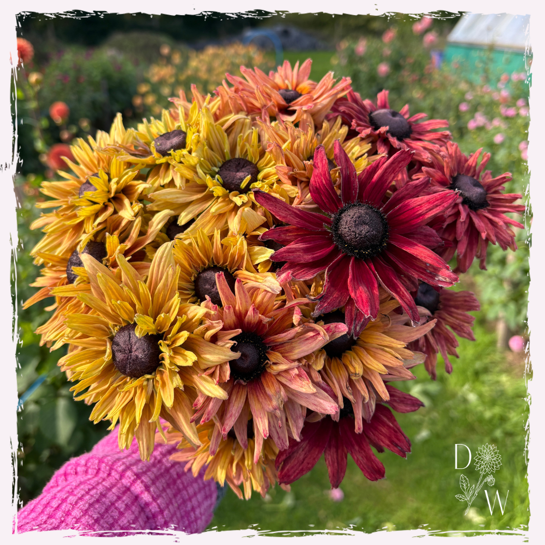 Rudbekia