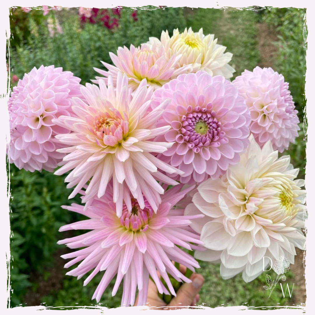 Dahlias