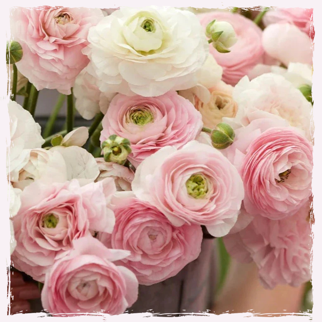 Ranunculus Amandine 'Chamallow'