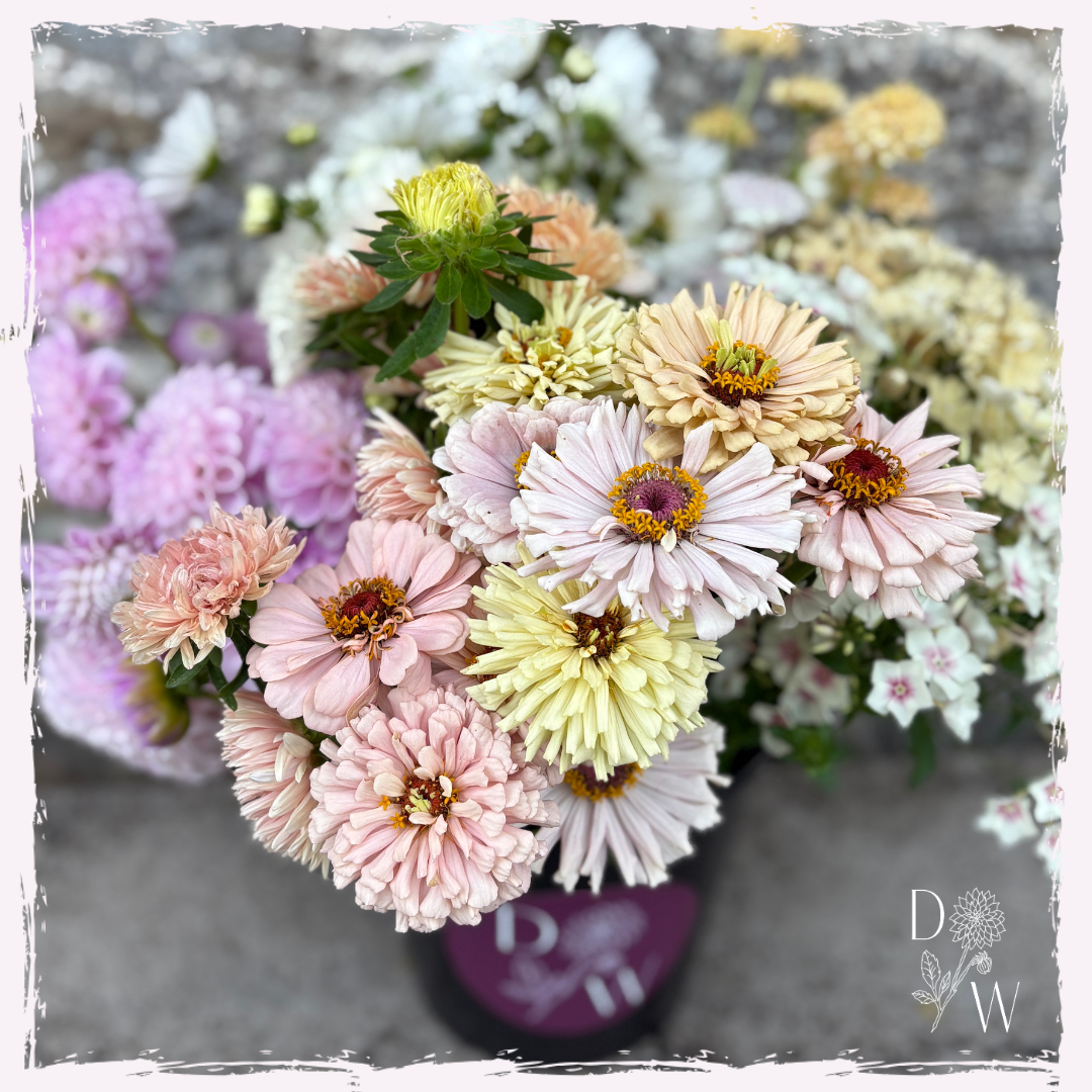 Zinnia