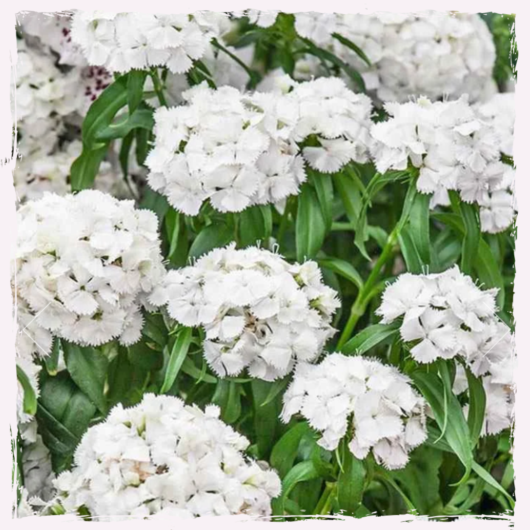 Sweet william dianthus barbatus angel mix